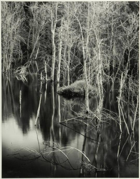 Beaver Pond, New Hampshire