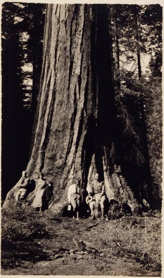 [two men and two women at base of very large tree]