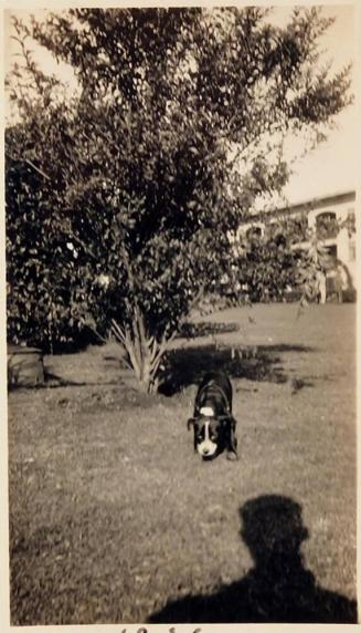[dog on lawn in front of tree with shadow in foreground "1936"]