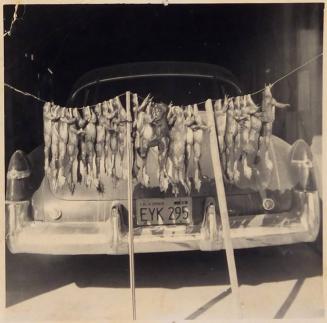 [22 dead frogs hung on string in front of car "48-9 Cadillac / APR 56"]