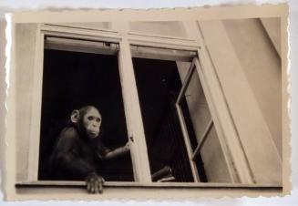 [monkey looking out of window]