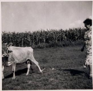 [woman and cow with corn field in background]