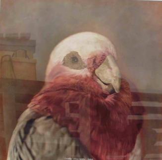 Cacatua roseicapilla — Galah