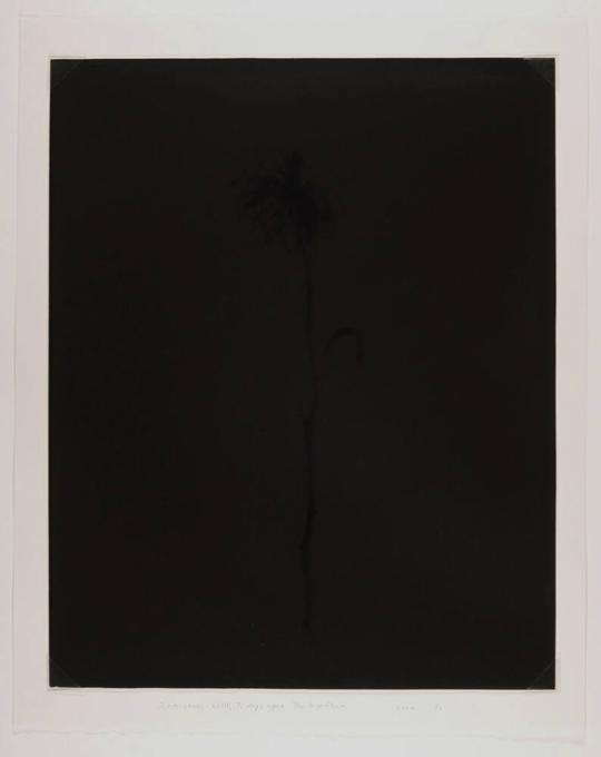 Interstices XVIII, the last flower, 70 days apart