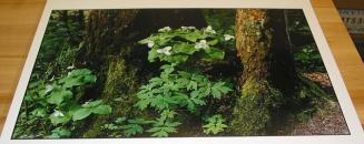 Bouquet of Trilliums