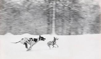 [Dogs Running in Snow]