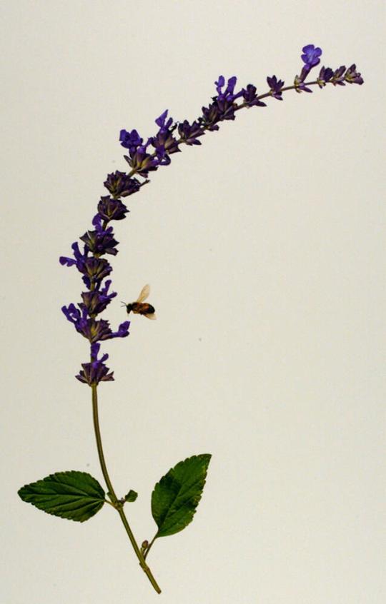 Mexican Bush Sage (Salvia leucantha)