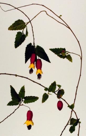 Chinese Lantern (Abutilon megapotamicum)