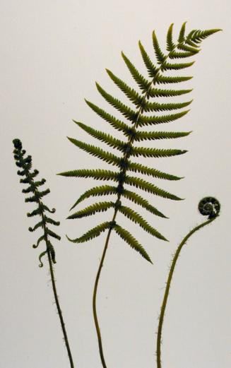 Wood Fern (Thelypteris kunthii)