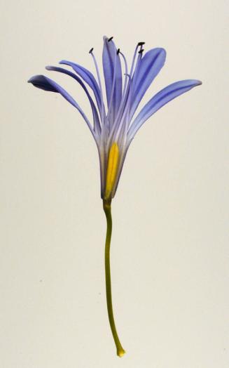 Lily of the Nile (Agapanthus africanus)
