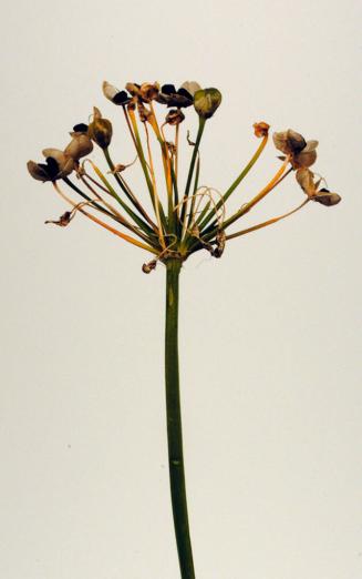 Onion Chive (Allium schoenoprasum)