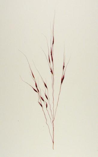 Gulf Muhly (Muhlenbergia capillaris)