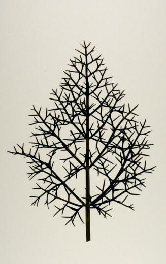 Bronze Fennel (Foeniculum vulgare ("Purpureum”)