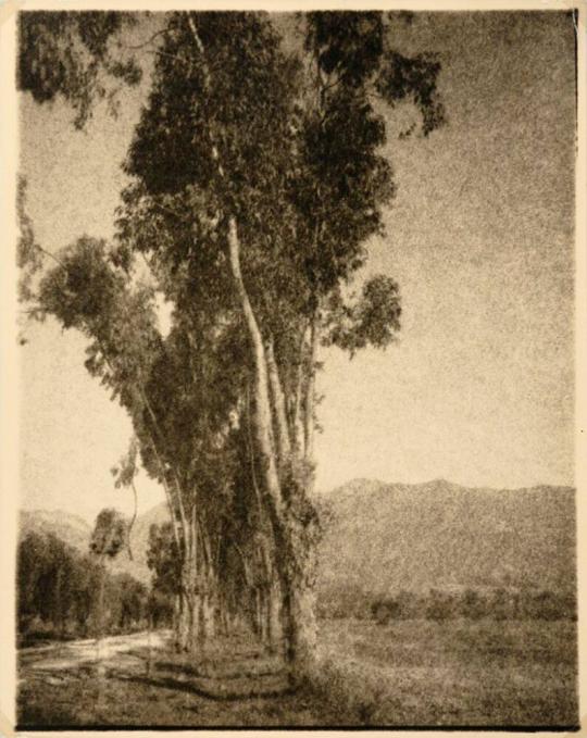 [Landscape with trees]