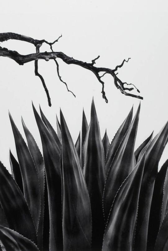 Agave #10, Hunt, Texas