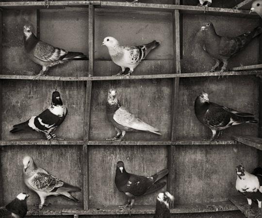 Pigeon Roost, Vrindavan, India