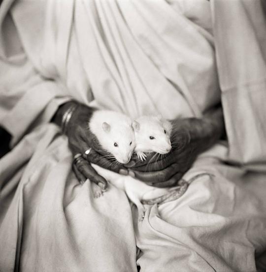 Rajeshwari (“Queen of the Kingdom”) Holding Her Pet Rats, Chuni and Muni, Vrindavan, India