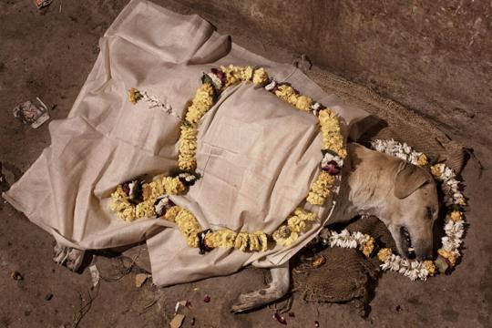 Night-Walking in Benares, India