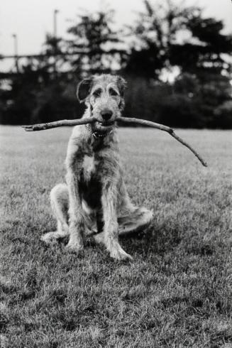 Irish Wolfhound with Stick