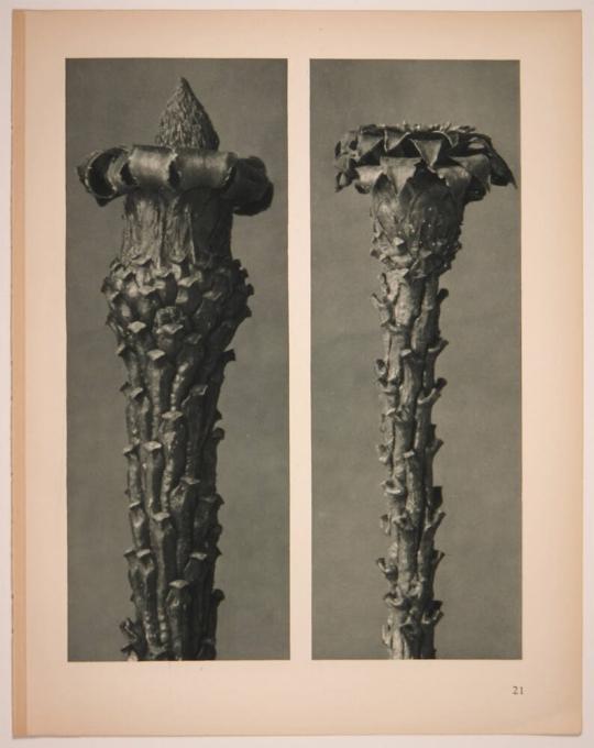 Karl Blossfeldt 