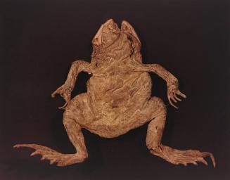 IX. Garden Toad (Bufo americanas)