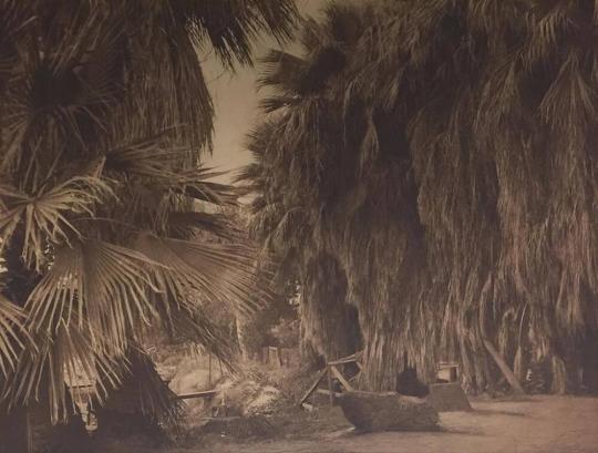 Under the Palms–Cahuilla