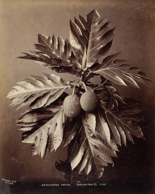Artocarpus Altilis–Breadfruit