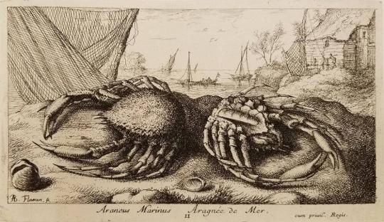 Plate II, Araneus Marinus, Aragnée de Mer, from Seconde partie de Poissons de Mer