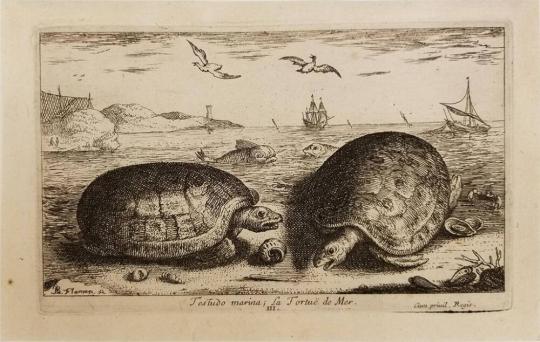 Plate III, Tostudo marina; La Tortuë de Mer, from Seconde partie de Poissons de Mer