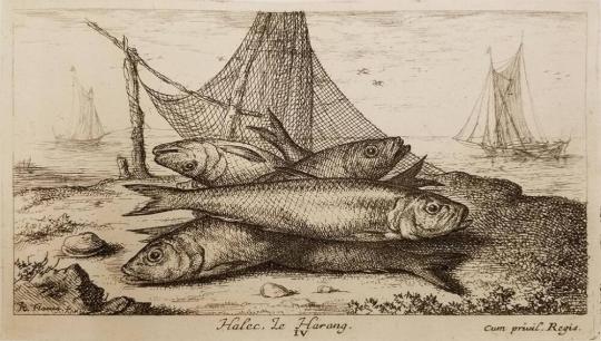 Plate IV, Halec, Le Harang, from Seconde partie de Poissons de Mer