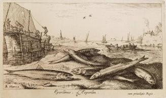 Plate V, Eperlanus, L'Esperlan, from Seconde partie de Poissons de Mer