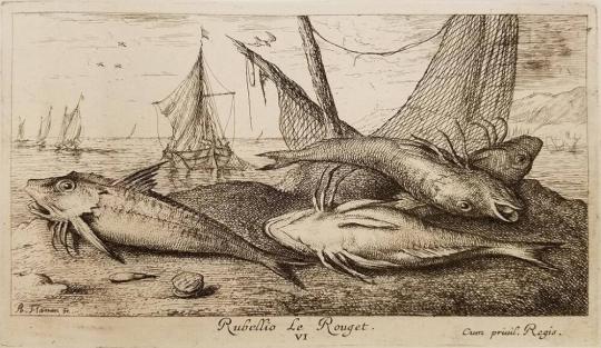 Plate VI, Rubellio, Le Rouget, from Seconde partie de Poissons de Mer