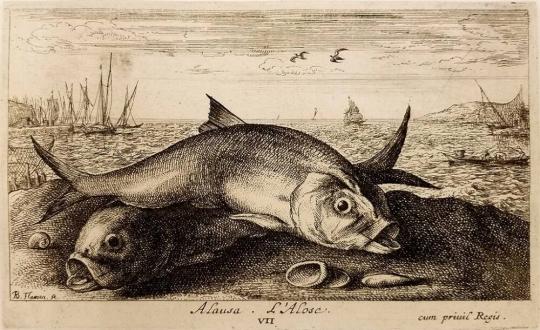 Plate VII, Alausa, L'Alosc, from Seconde partie de Poissons de Mer