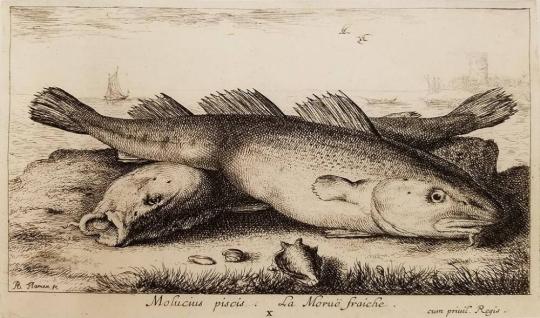 Plate X, Molucius piscis, La Moruë fraiche, from Seconde partie de Poissons de Mer