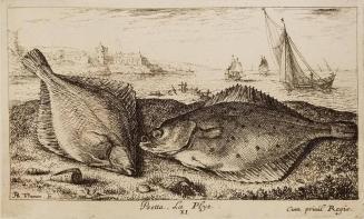 Plate XI, Psetta, La Plye, from Seconde partie de Poissons de Mer