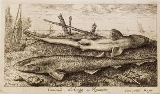 Plate XII, Canicula, L'Anche ou Roussette, from Seconde partie de Poissons de Mer