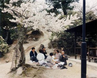 A Cherry Blossom Picnic in a Grove, Miyajima