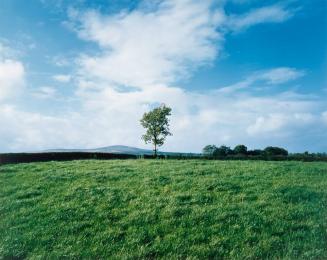 Union Jack in Tree, Co. Tyrone