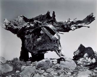 Uprooted Monterey Cypress