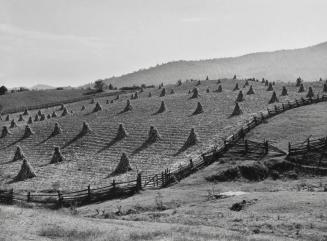 Corn Shucks and Rail Fence near Marion, West Virginia