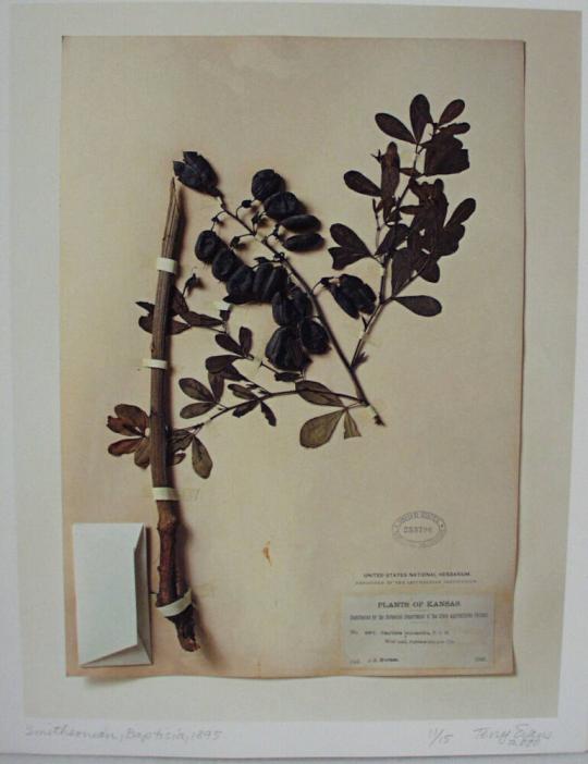 Smithsonian, Baptisia, 1895