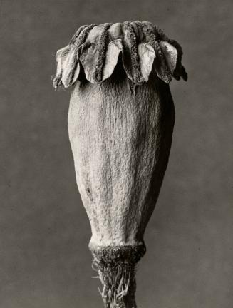 Papaver orientale. Oriental poppy. Seed bud, enlarged 5X.