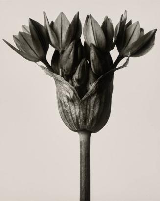 Allium ostrovskianum. Flower of a garlic plant, enlarged 6X.