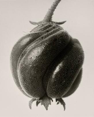 Blumenbachia hieronymi. Closed seed capsule, enlarged 18X.