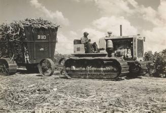 Hauling Sugar Cane by Tractor, Florida