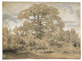 Study of an Oak Tree