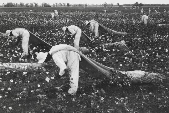 Cotton Pickers, Ferguson Unit, Texas