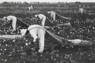 Cotton Pickers, Ferguson Unit, Texas