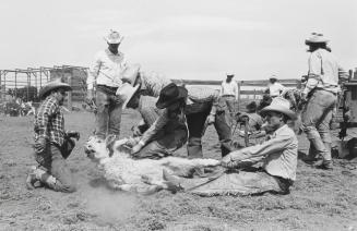 Branding and Cutting, Matador, Texas