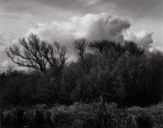 Willow and Clouds